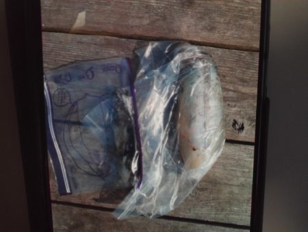 こかわ渡船　雅丸 釣果