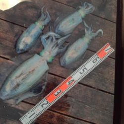 こかわ渡船 雅丸 釣果