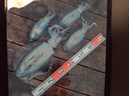 こかわ渡船 雅丸 釣果