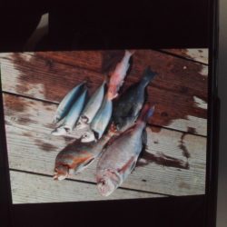 こかわ渡船　雅丸 釣果