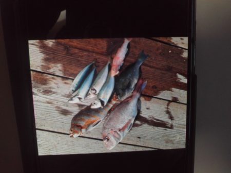 こかわ渡船　雅丸 釣果