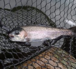 朝霞ガーデン 釣果