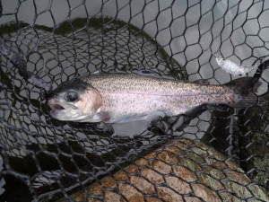 朝霞ガーデン 釣果