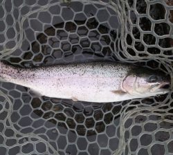 朝霞ガーデン 釣果