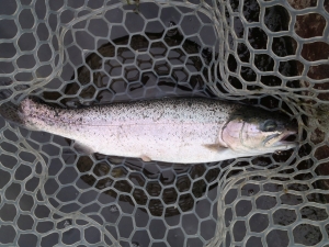 朝霞ガーデン 釣果