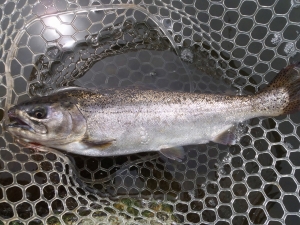 朝霞ガーデン 釣果