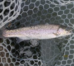 朝霞ガーデン 釣果