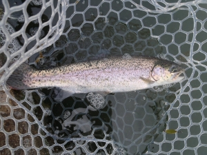 朝霞ガーデン 釣果