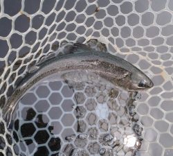 朝霞ガーデン 釣果