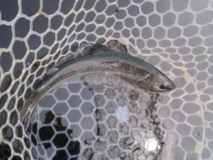 朝霞ガーデン 釣果