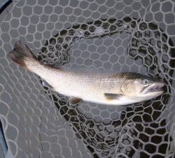 朝霞ガーデン 釣果