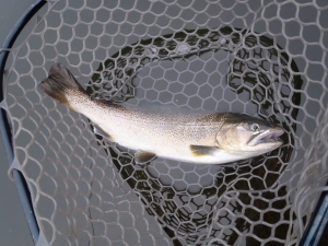 朝霞ガーデン 釣果