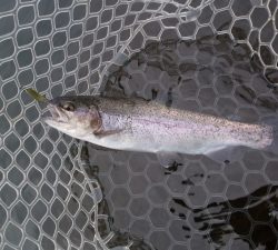 朝霞ガーデン 釣果