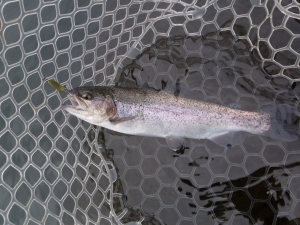 朝霞ガーデン 釣果