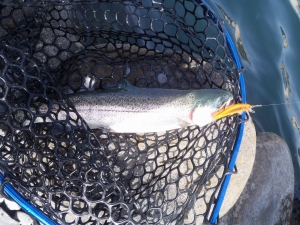 朝霞ガーデン 釣果