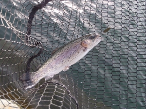 朝霞ガーデン 釣果