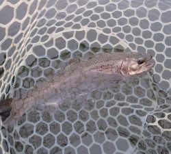 朝霞ガーデン 釣果