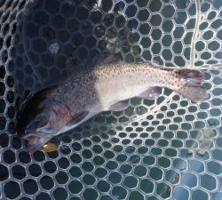 朝霞ガーデン 釣果