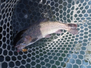 朝霞ガーデン 釣果