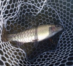 朝霞ガーデン 釣果