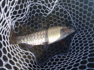 朝霞ガーデン 釣果