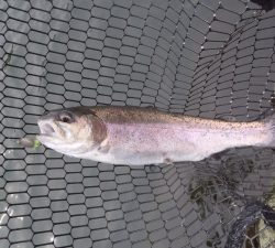 朝霞ガーデン 釣果