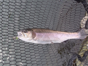 朝霞ガーデン 釣果