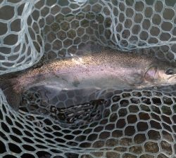 朝霞ガーデン 釣果