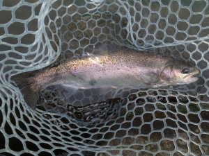 朝霞ガーデン 釣果