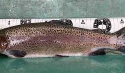 フィッシング サンクチュアリ 釣果