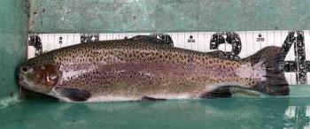 フィッシング サンクチュアリ 釣果