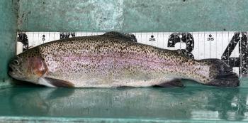 フィッシング サンクチュアリ 釣果