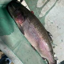 フィッシング サンクチュアリ 釣果