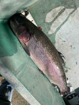 フィッシング サンクチュアリ 釣果