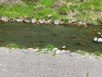 秩父フライフィールド 釣果