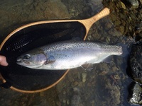 秩父フライフィールド 釣果