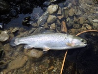 秩父フライフィールド 釣果
