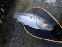 秩父フライフィールド 釣果
