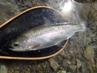 秩父フライフィールド 釣果