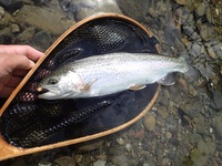 秩父フライフィールド 釣果