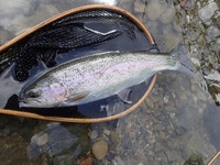 秩父フライフィールド 釣果