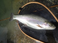 秩父フライフィールド 釣果