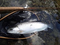 秩父フライフィールド 釣果