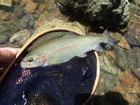 秩父フライフィールド 釣果