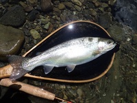 秩父フライフィールド 釣果