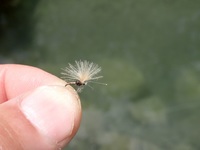 秩父フライフィールド 釣果