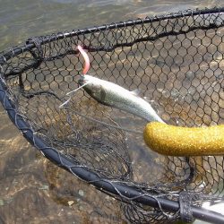 平谷湖フィッシングスポット 釣果