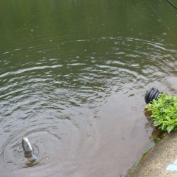 平谷湖フィッシングスポット 釣果