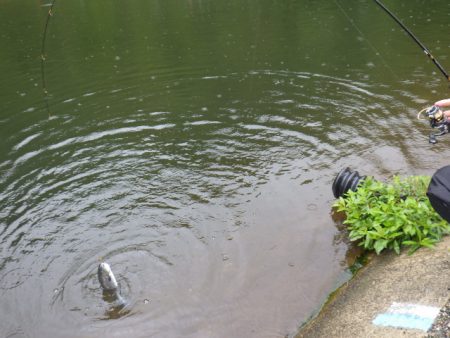 平谷湖フィッシングスポット 釣果