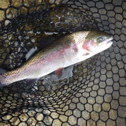 平谷湖フィッシングスポット 釣果